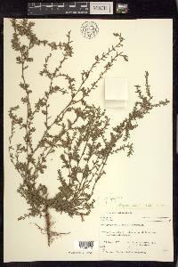 Polygonum aviculare subsp. aviculare image