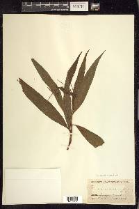 Persicaria robustior image