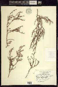 Polygonum aviculare subsp. depressum image