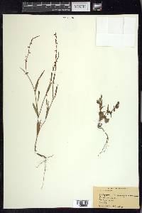 Polygonum douglasii image