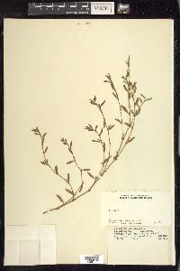 Polygonum aviculare subsp. aviculare image