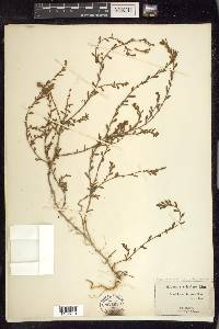 Polygonum aviculare subsp. aviculare image
