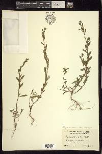 Polygonum aviculare subsp. depressum image