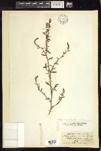 Polygonum aviculare subsp. aviculare image