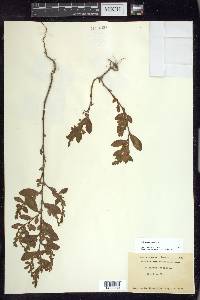 Polygonum erectum image