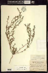 Polygonum aviculare subsp. depressum image
