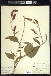 Persicaria orientalis image