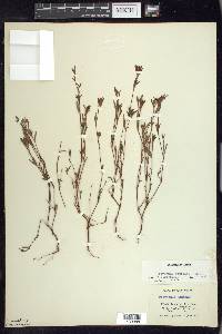 Polygonum nuttallii image