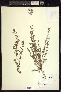 Polygonum aviculare subsp. aviculare image