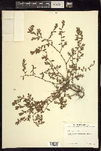 Polygonum aviculare subsp. depressum image