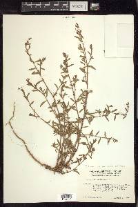 Polygonum aviculare subsp. aviculare image