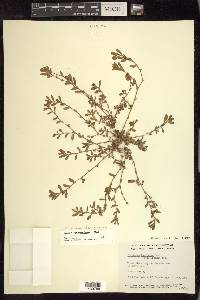 Polygonum aviculare subsp. depressum image