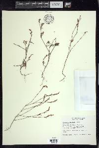 Polygonum douglasii image