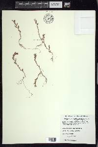 Polygonum fowleri image