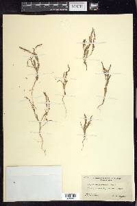 Polygonum nuttallii image