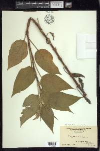 Persicaria orientalis image