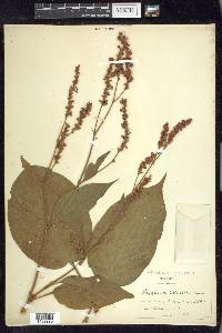 Persicaria orientalis image