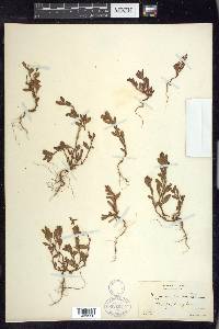 Polygonum fowleri image