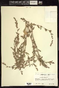 Polygonum aviculare subsp. aviculare image