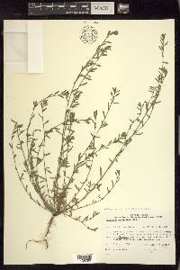 Polygonum aviculare subsp. depressum image
