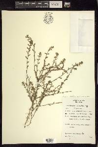 Polygonum aviculare subsp. depressum image