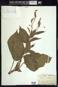 Persicaria orientalis image