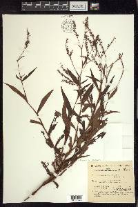 Persicaria setacea image