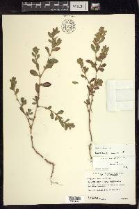 Polygonum achoreum image