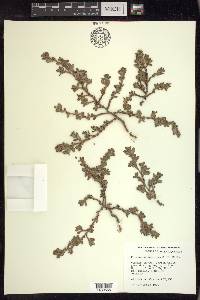 Polygonum achoreum image