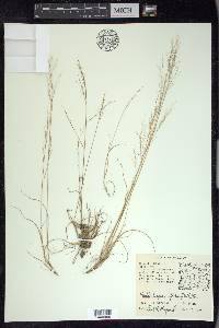 Muhlenbergia uniflora image