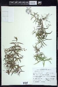 Veronica scutellata image