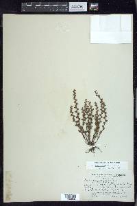 Veronica peregrina subsp. xalapensis image