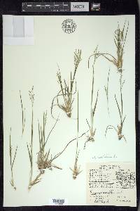 Dichanthelium linearifolium image