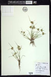 Cyperus flavescens image