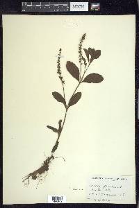 Veronica officinalis image