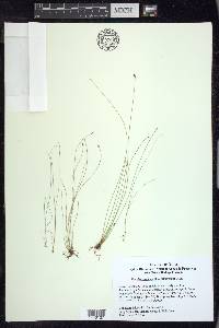 Eleocharis quinqueflora image