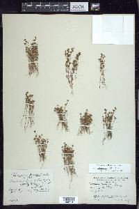 Veronica peregrina subsp. xalapensis image