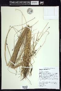 Eleocharis erythropoda image