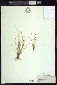 Eleocharis geniculata image