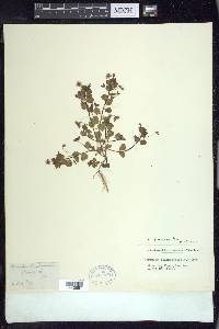 Veronica persica image