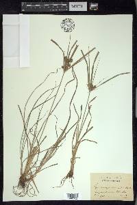 Cyperus retrorsus image