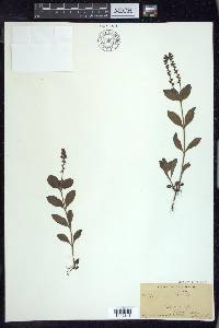 Veronica officinalis image