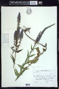 Veronica longifolia image