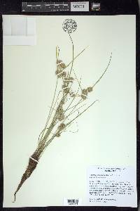 Cyperus acuminatus image