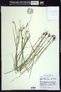 Scleria reticularis image