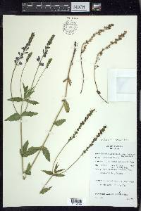 Veronica teucrium image