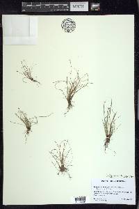 Isolepis cernua image