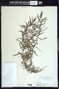 Veronica scutellata image