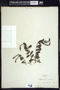 Veronica officinalis image