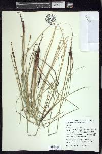 Eleocharis macrostachya image